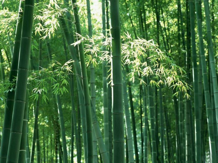 sedotan bambu