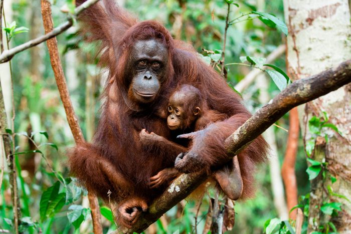 orang utan