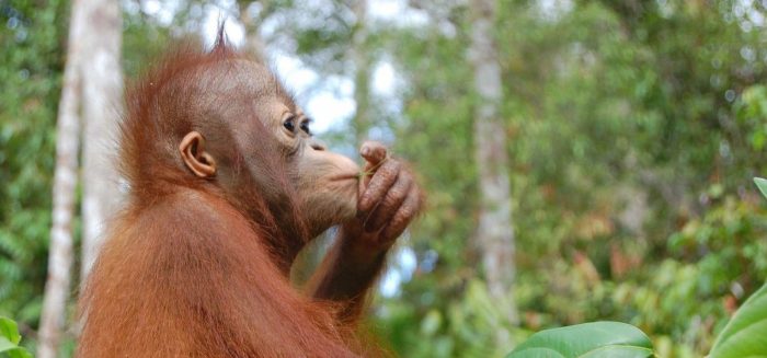 orang utan