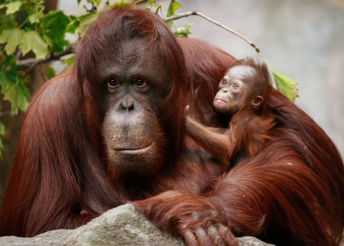 orang utan