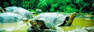 kepulauan galapagos