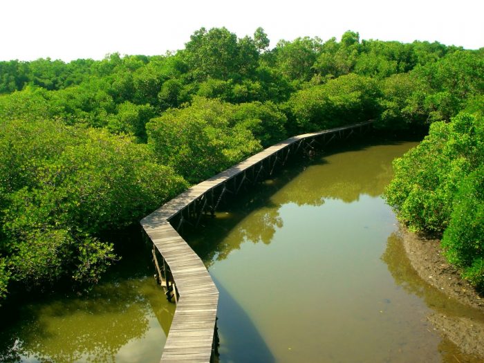 Wisata Mangrove di Indonesia