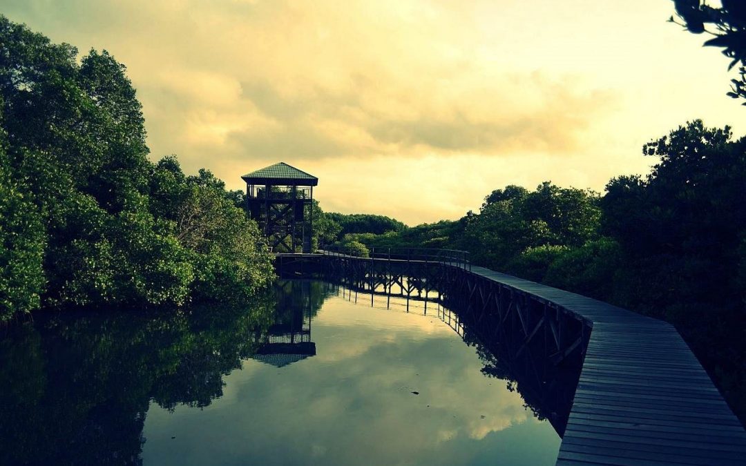 Wisata Mangrove di Indonesia