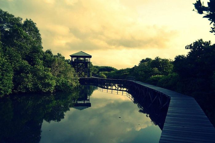 Wisata Mangrove di Indonesia