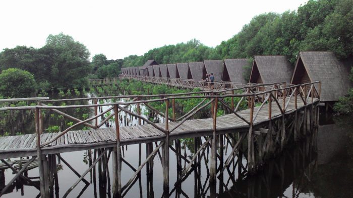 Wisata Mangrove di Indonesia