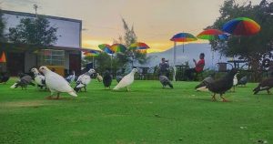 taman wisata burung dara Aceh