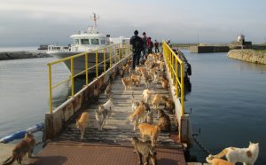 Aoshima Pulau Kucing