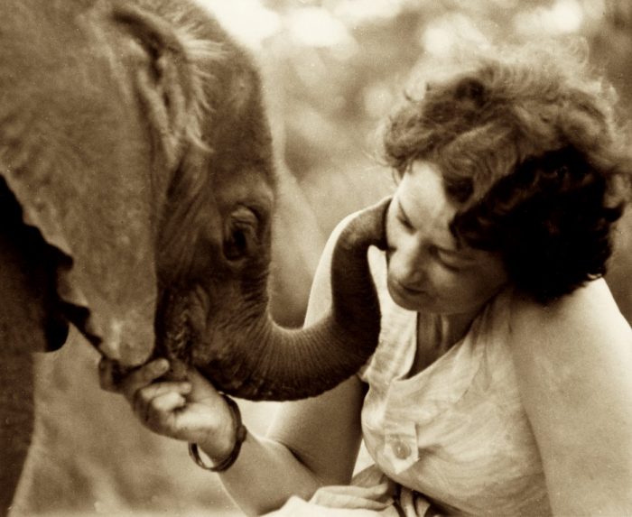 daphne sheldrick
