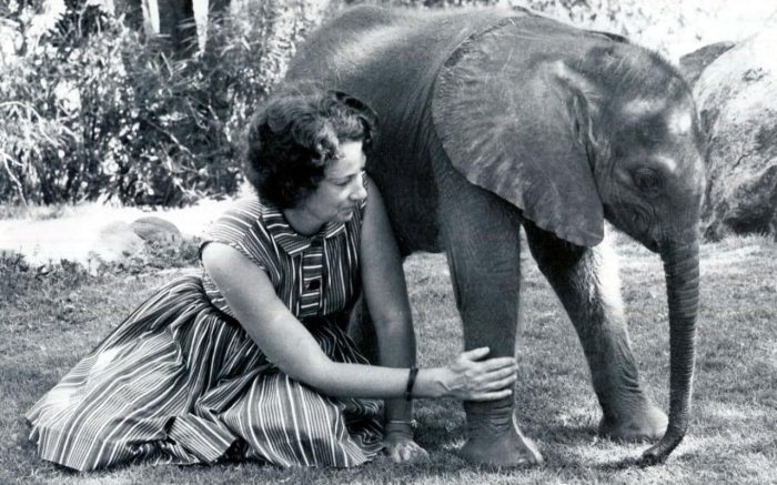 daphne sheldrick