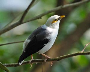 Burung Kicau
