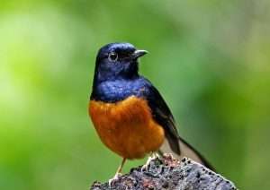 Burung Kicau