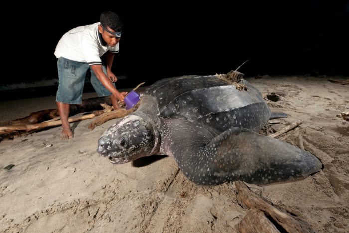Rumah Penyu di Jeen Womom 
