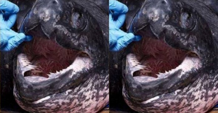 Rumah Penyu di Jeen Womom 