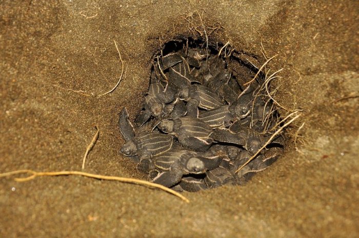 Rumah Penyu di Jeen Womom 