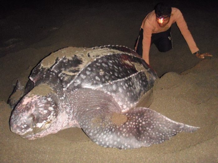 Rumah Penyu di Jeen Womom 