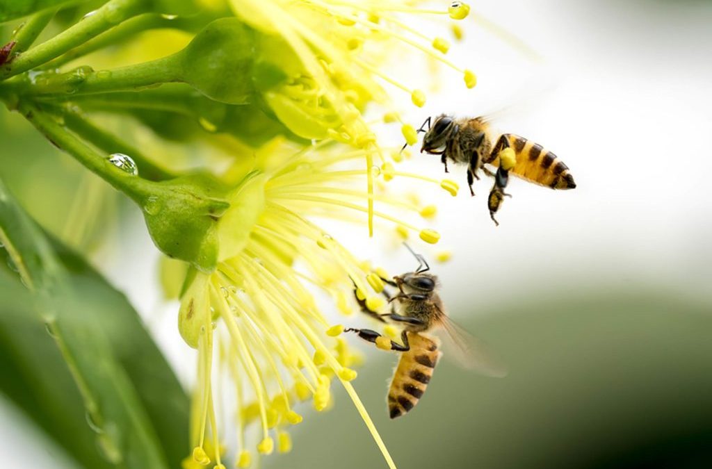 bees extinction