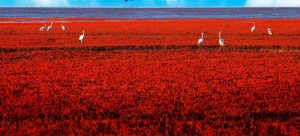 red beach panjin china