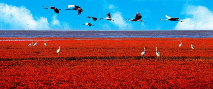 red beach panjin china