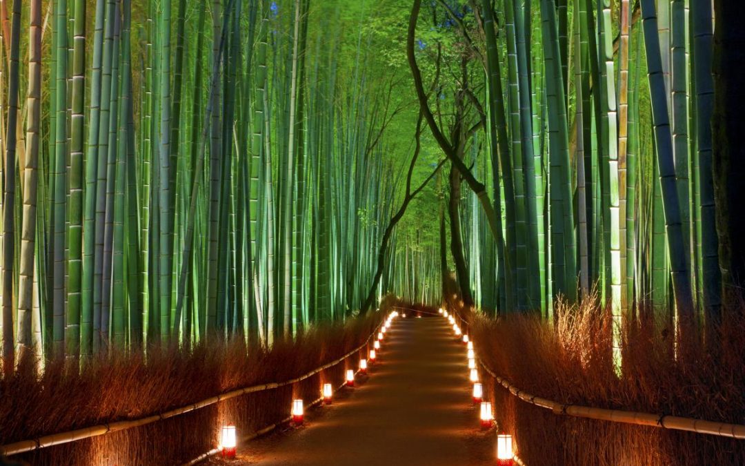 Hutan Bambu Sagano