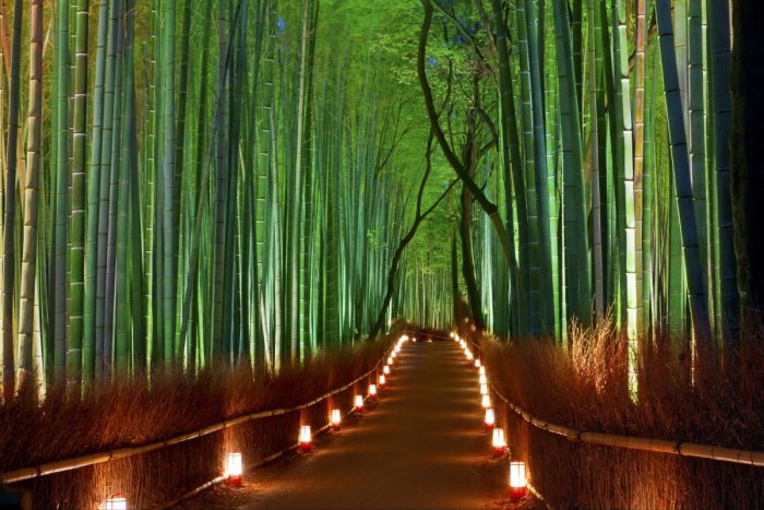 Hutan Bambu Sagano 