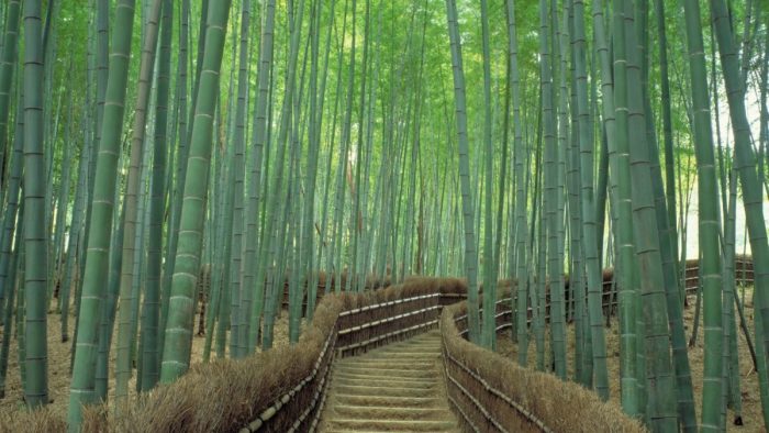 Hutan Bambu Sagano 