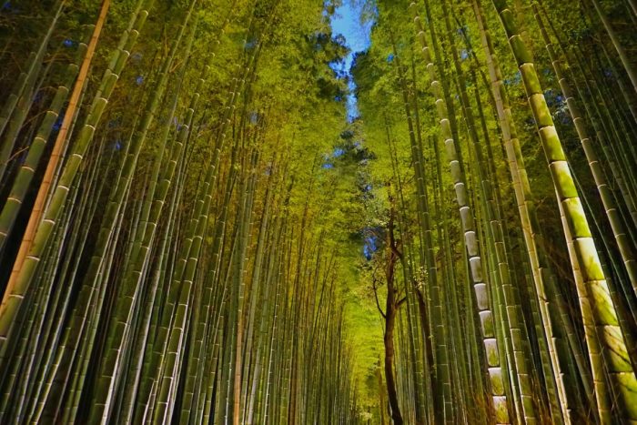 Hutan Bambu Sagano 