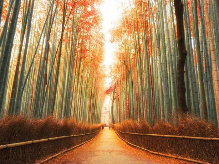 Hutan Bambu Sagano 
