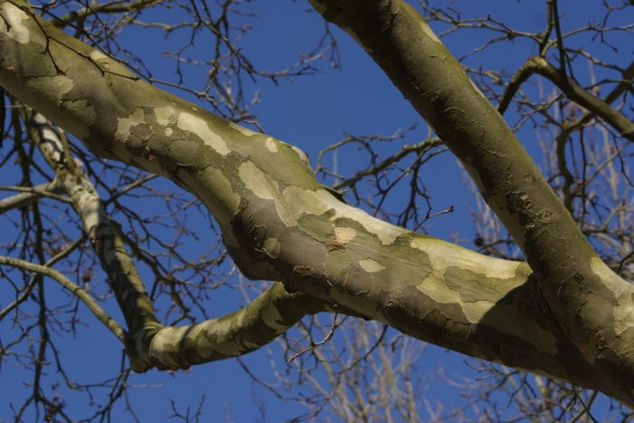 nature sycamore tree