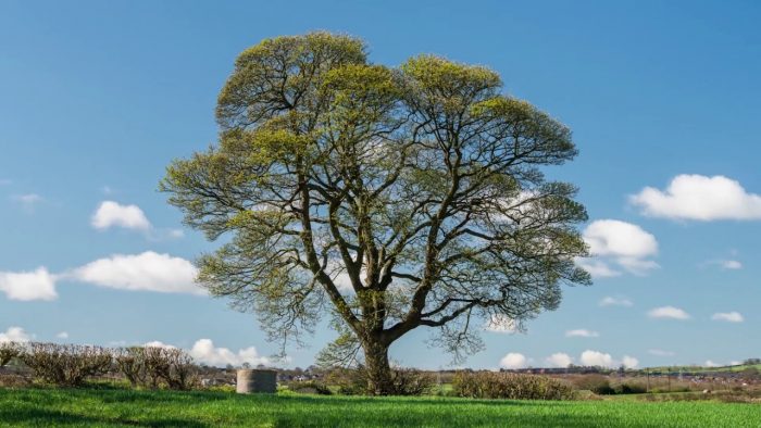 nature sycamore tree