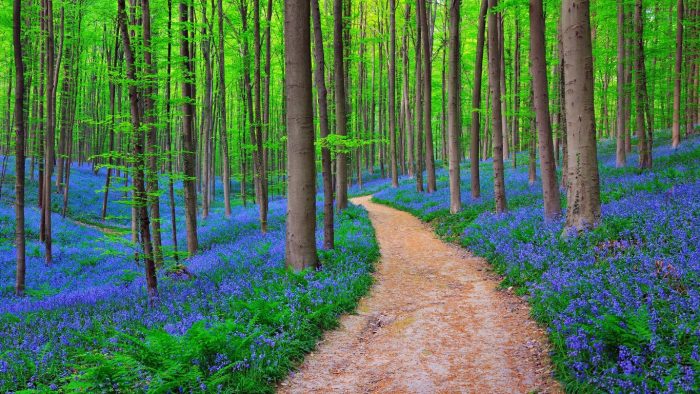 hallerbos