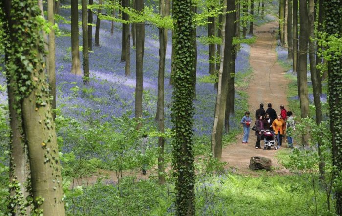 hallerbos