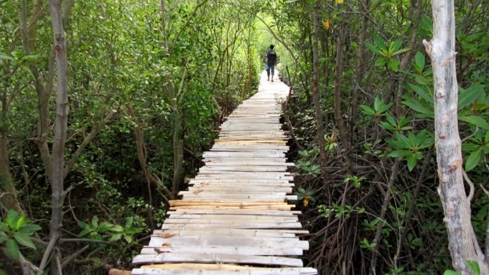 hutan mangrove magepanda