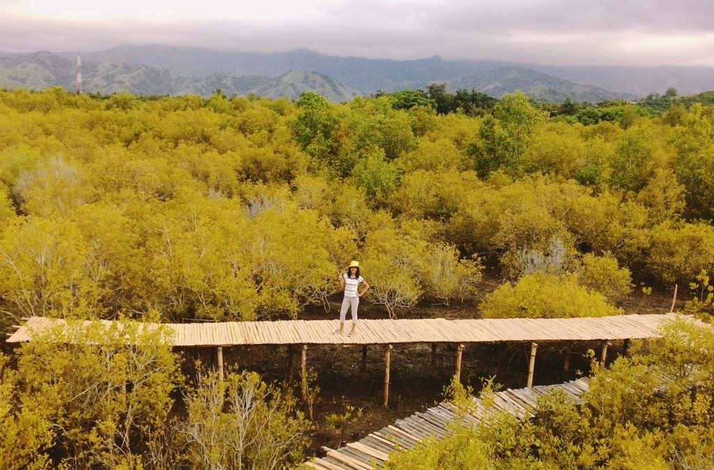 hutan mangrove magepanda
