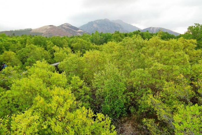 hutan mangrove magepanda