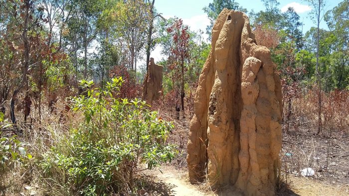 taman nasional wasur