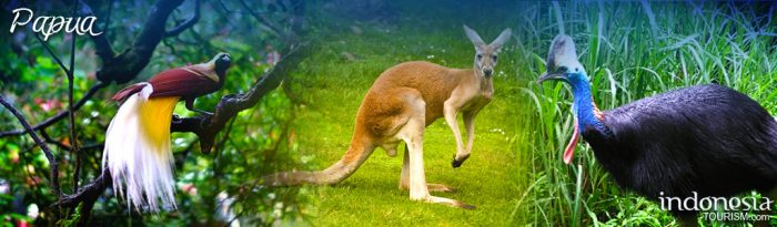 taman nasional wasur