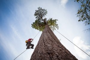 Pohon tertinggi di Dunia