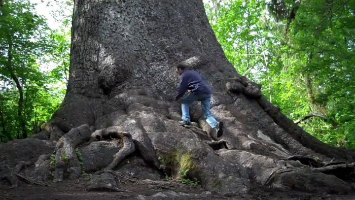 Pohon tertinggi di Dunia