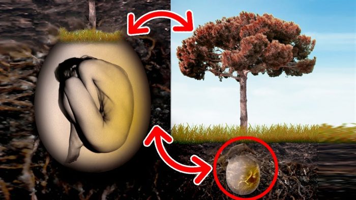 natural burial pemakaman organik