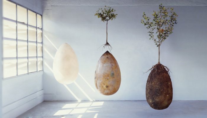 natural burial pemakaman organik