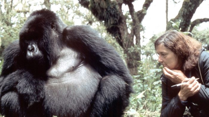 dian fossey