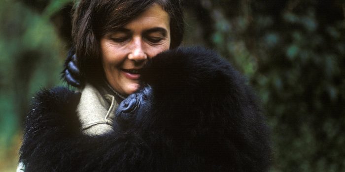 dian fossey