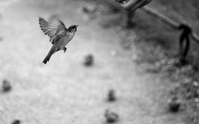 Peace Shifts With The Eyes That See