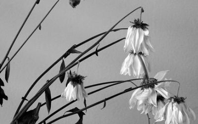 What Fades Can Still Stay In The Heart