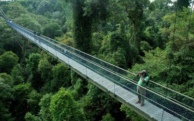 Bukit Timah Singapura, keindahan alam di atas bukit.