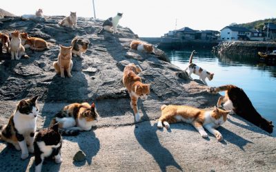 Aoshima Pulau Kucing di Jepang yang menggemaskan
