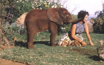 Daphne Sheldrick Habiskan Masa Hidupnya Bersama Gajah