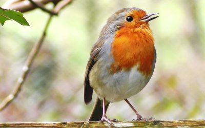 Burung Kicau yang sedang naik daun