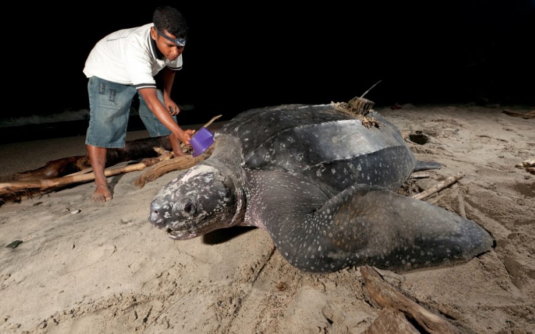 Rumah Penyu di Jeen Womom