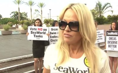 Pamela Anderson, Aktris yang juga Aktivis hewan dan lingkungan
